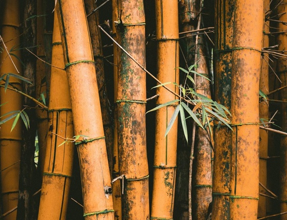Chinese bamboo used in chinese traditional medicine